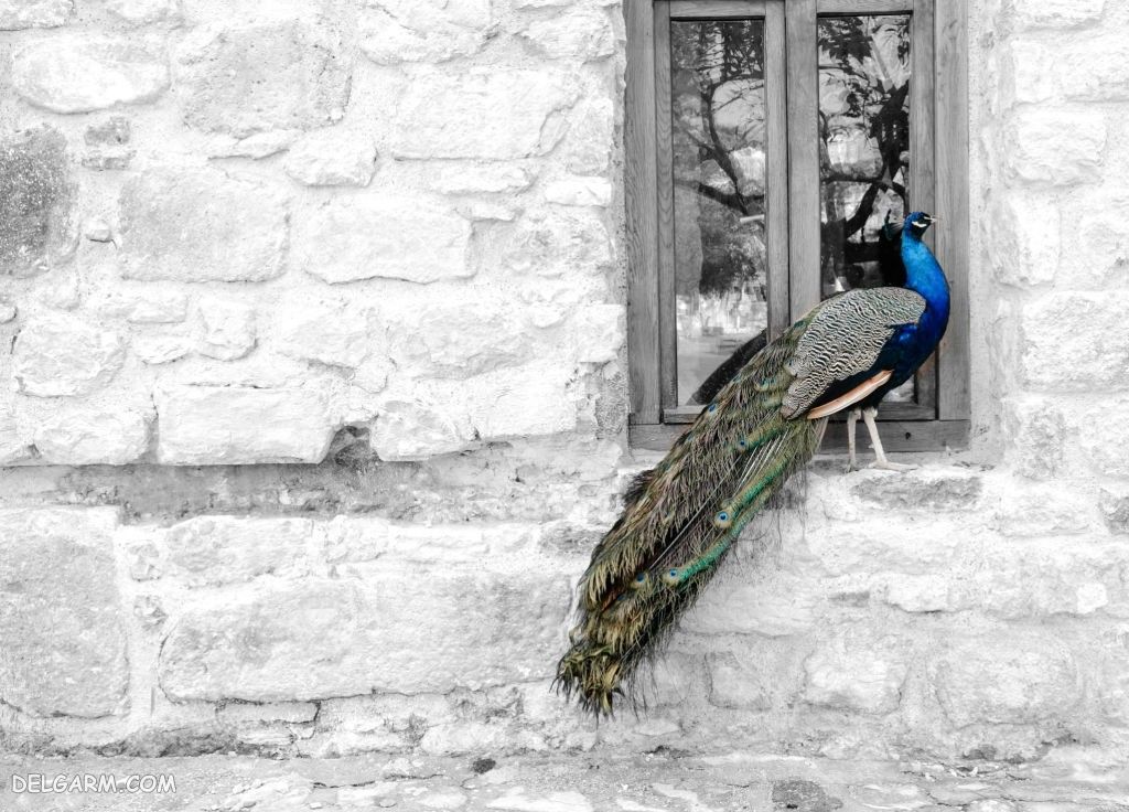 عکس طاووس برای پروفایل