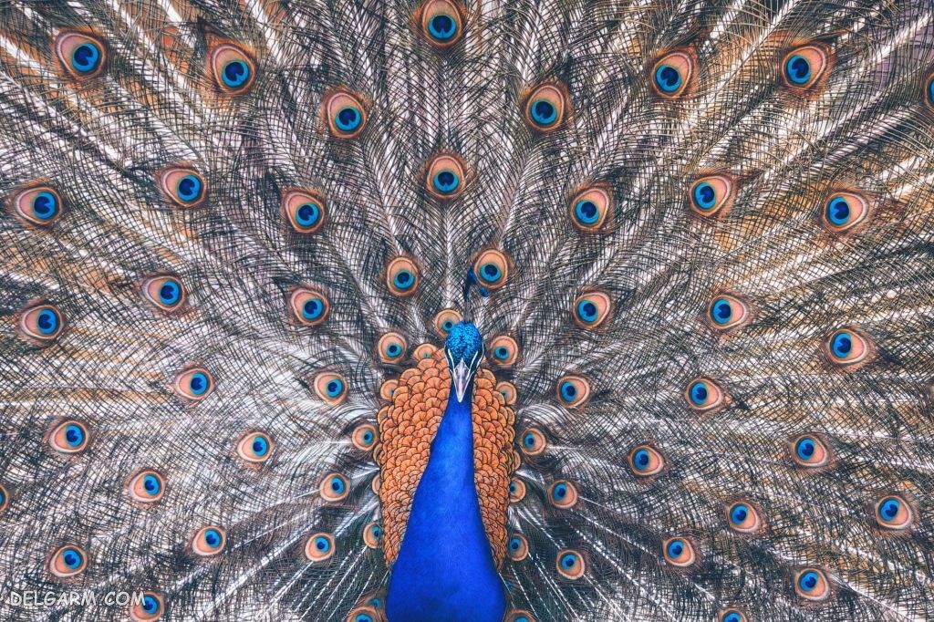 عکس طاووس برای پروفایل