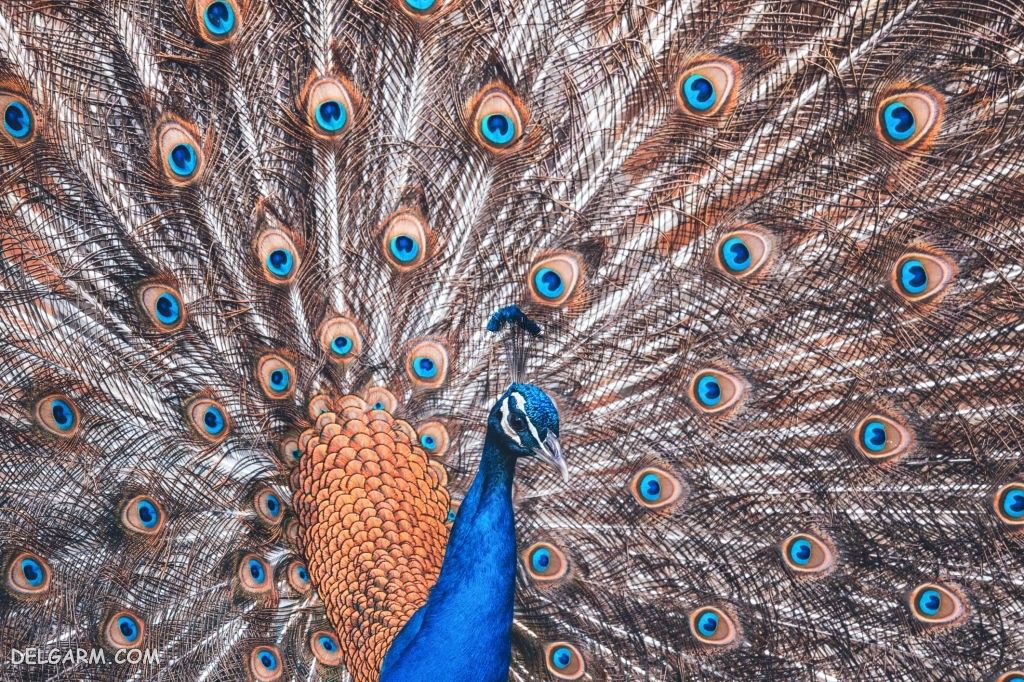 عکس طاووس برای پروفایل