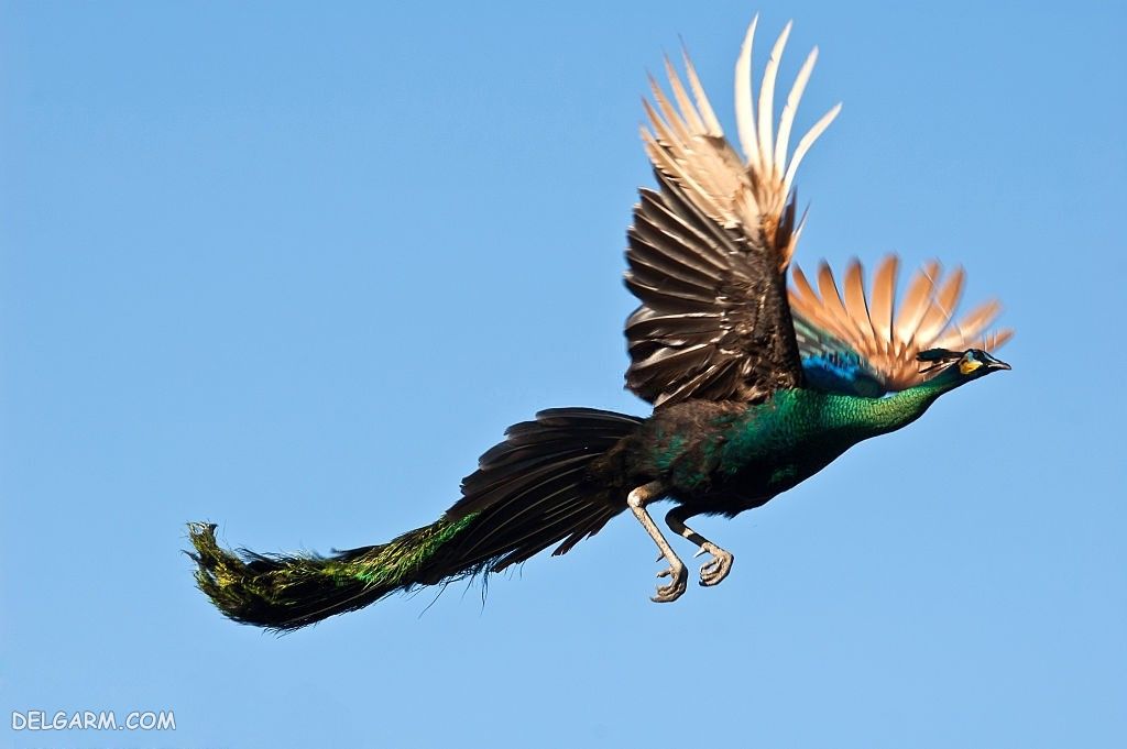دانلود عکس طاووس