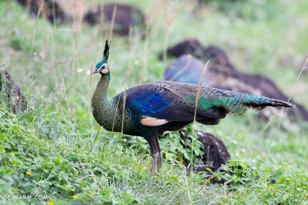 عکس طاووس برای پروفایل