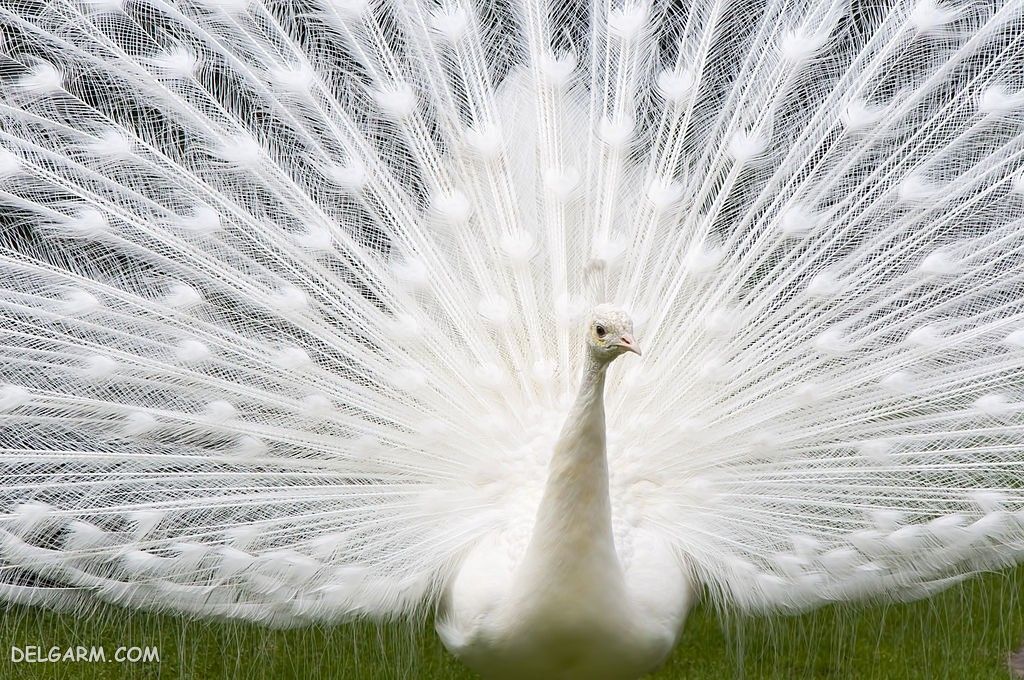 عکس طاووس برای پروفایل