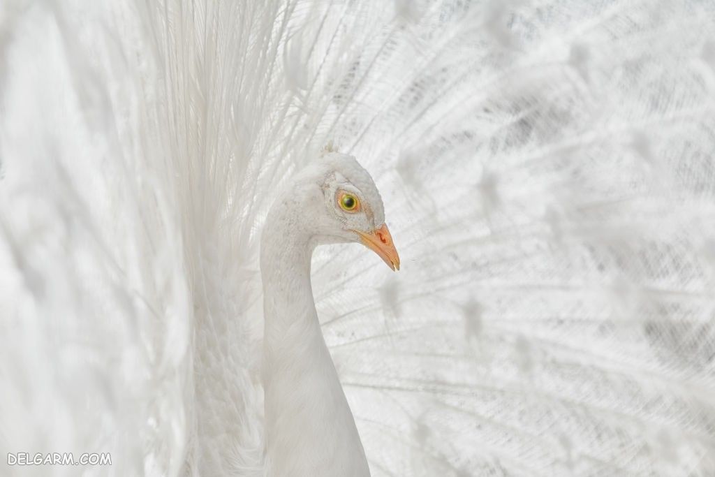 عکس طاووس برای پروفایل