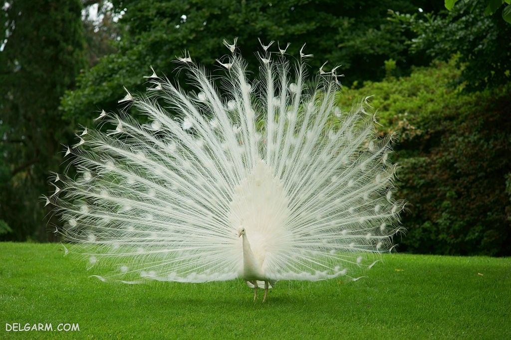 عکس طاووس برای پروفایل