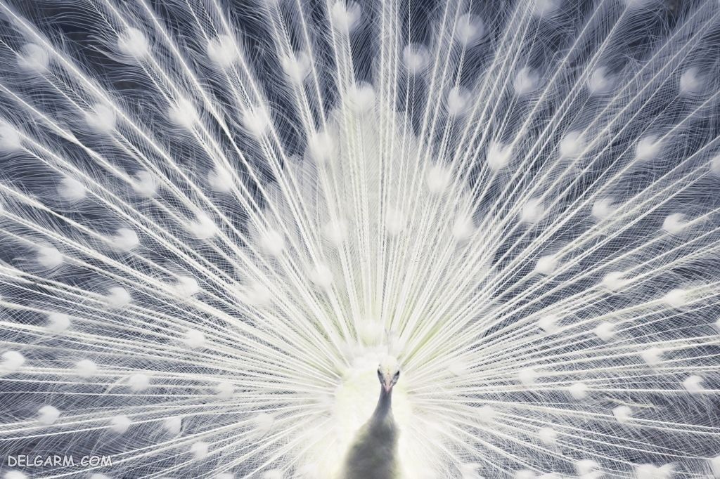 عکس طاووس برای پروفایل