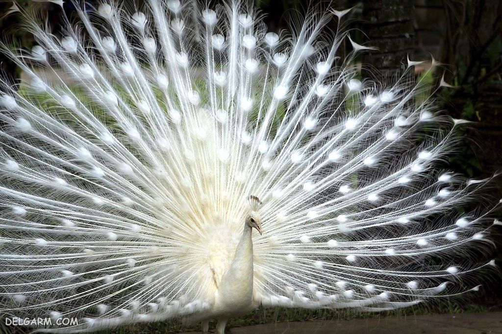 عکس طاووس برای پروفایل