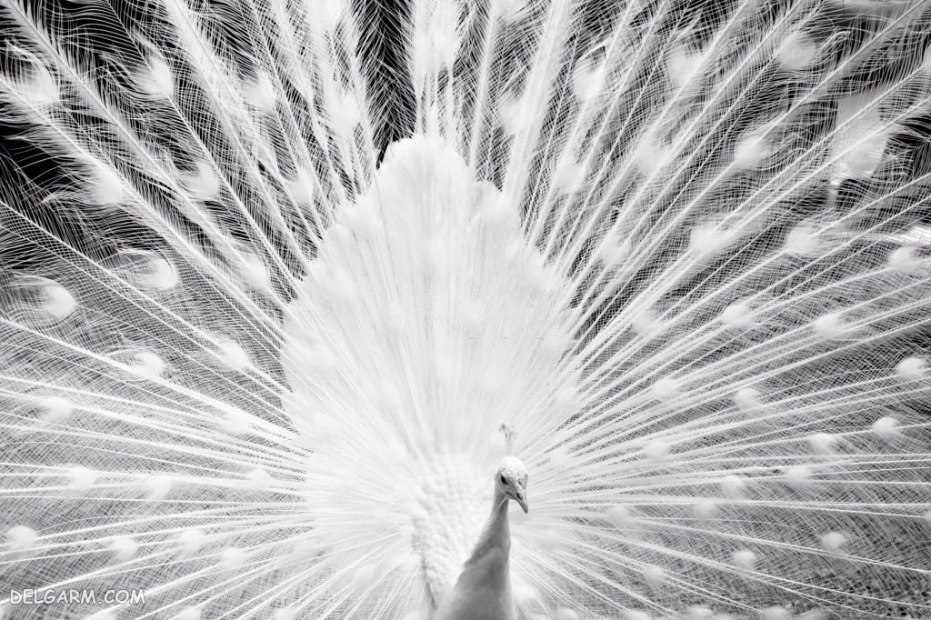 عکس طاووس برای پروفایل