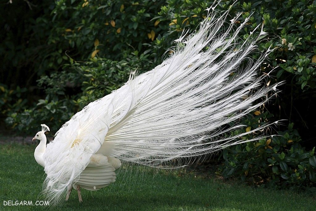 عکس طاووس برای پروفایل