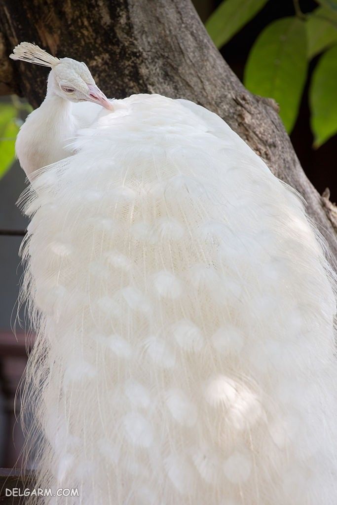 عکس طاووس برای پروفایل