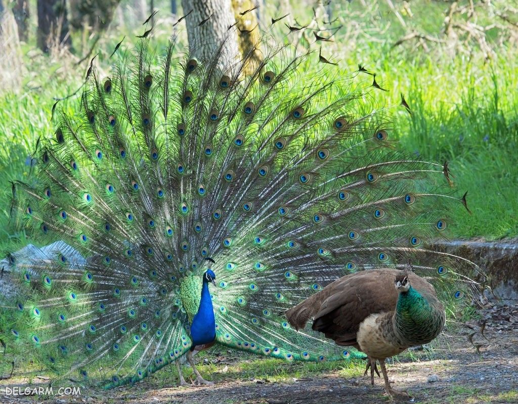عکس طاووس