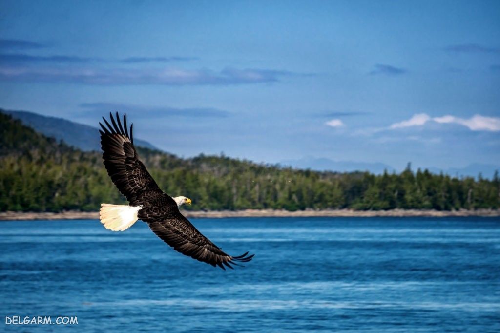  عکس عقاب درحال پرواز