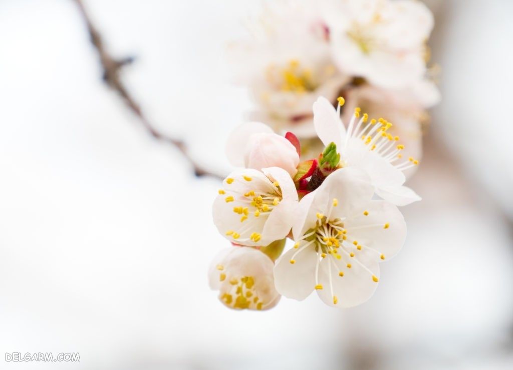عکس از شکوفه زردآلو