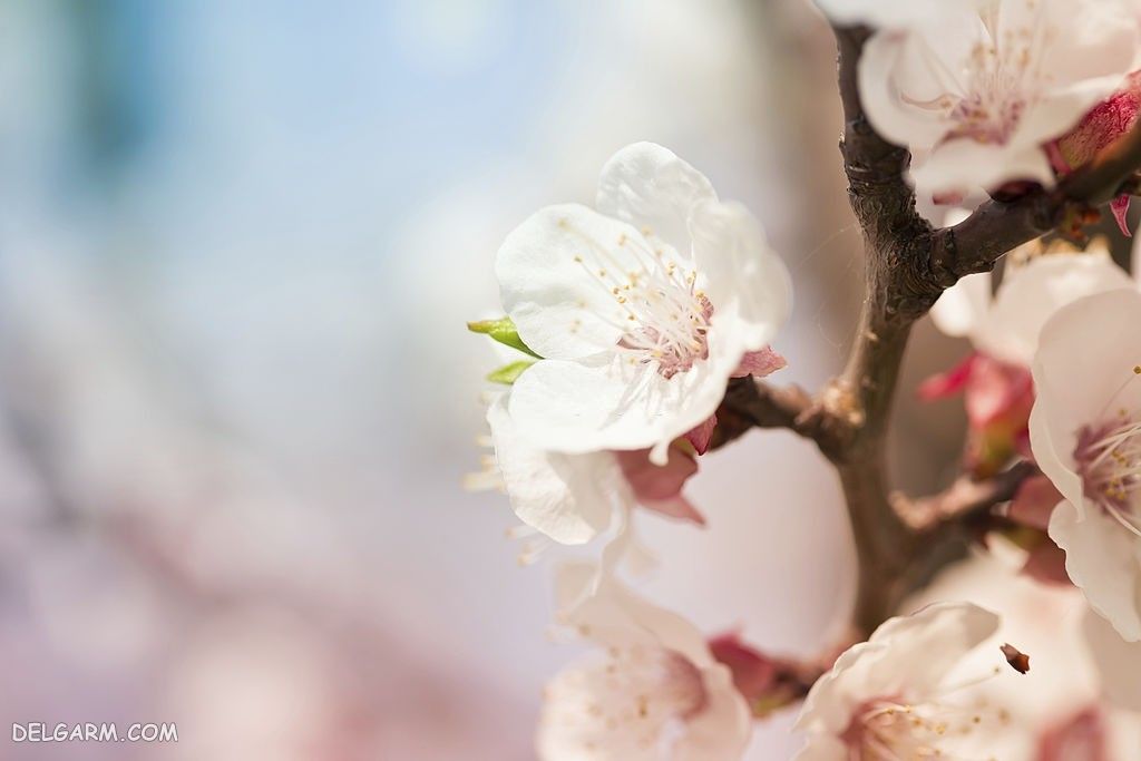 عکس از شکوفه زردآلو