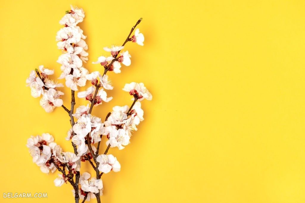 عکس شکوفه زردآلو