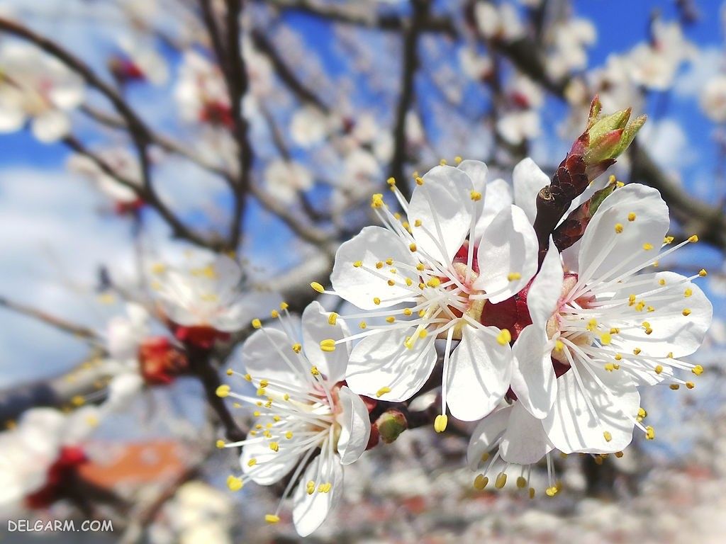 عکس شکوفه زردآلوی بهاری