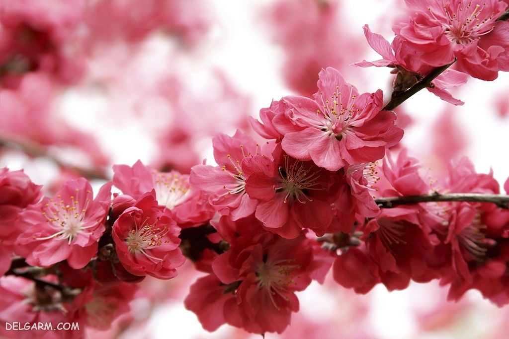 عکس شکوفه زردآلوی بهاری