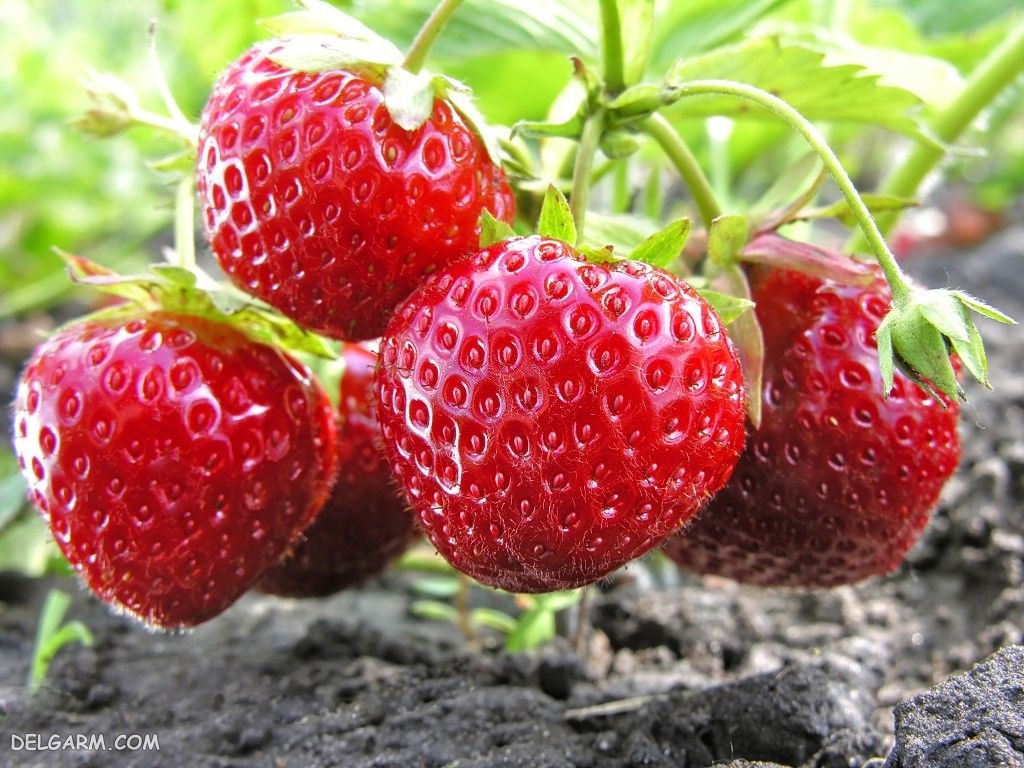  عکس توت فرنگی پینترستی