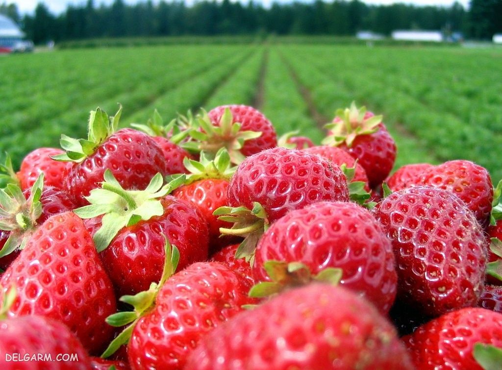  عکس توت فرنگی پینترستی