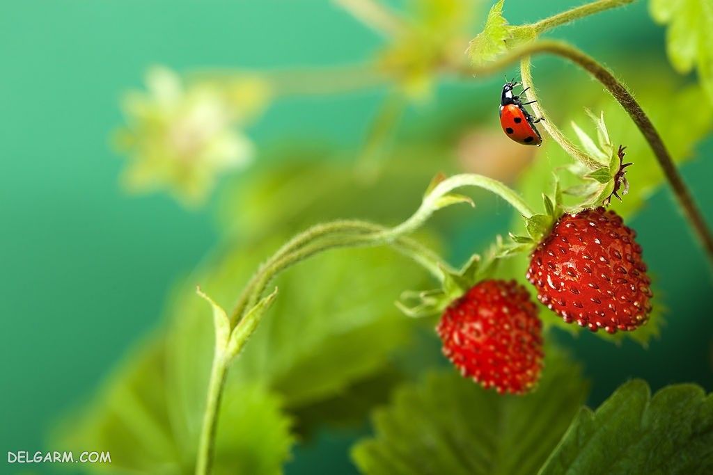  عکس توت فرنگی پینترستی