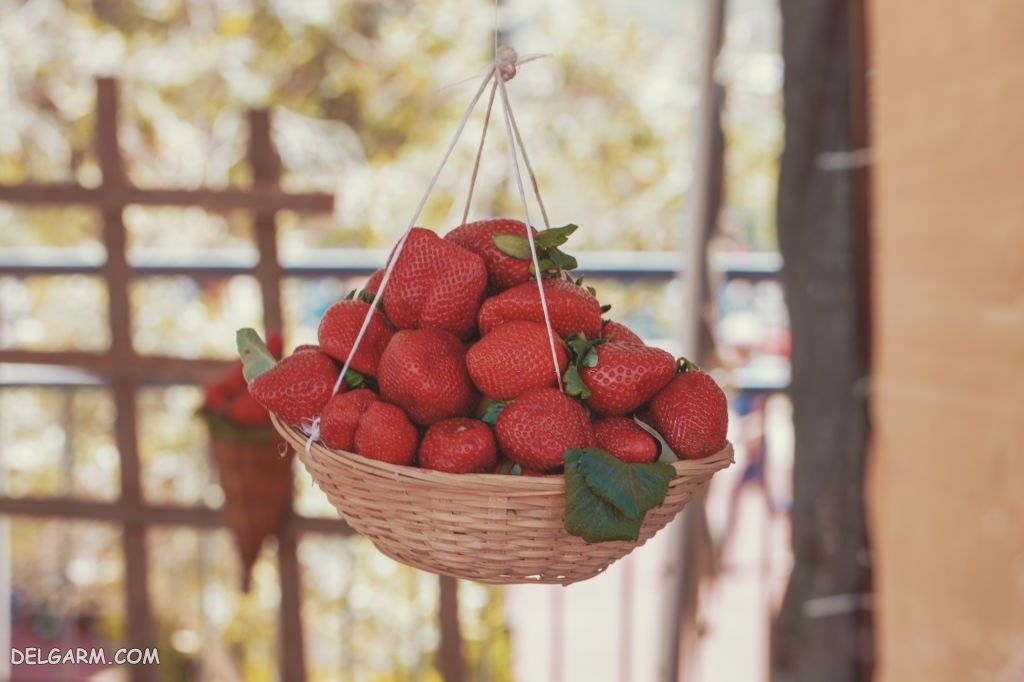  عکس توت فرنگی پینترستی