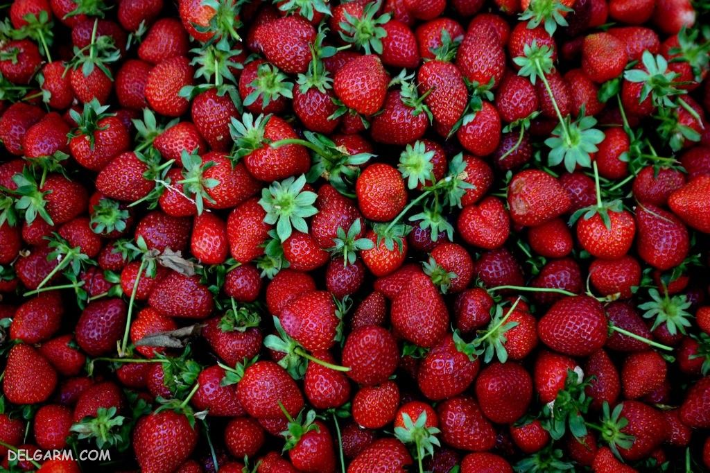  عکس توت فرنگی پینترستی