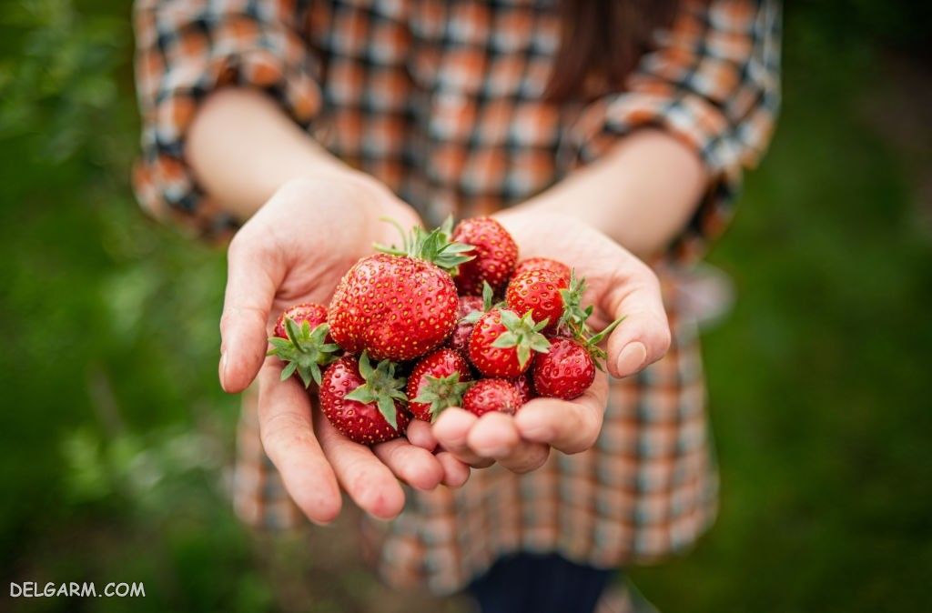  عکس توت فرنگی پینترستی