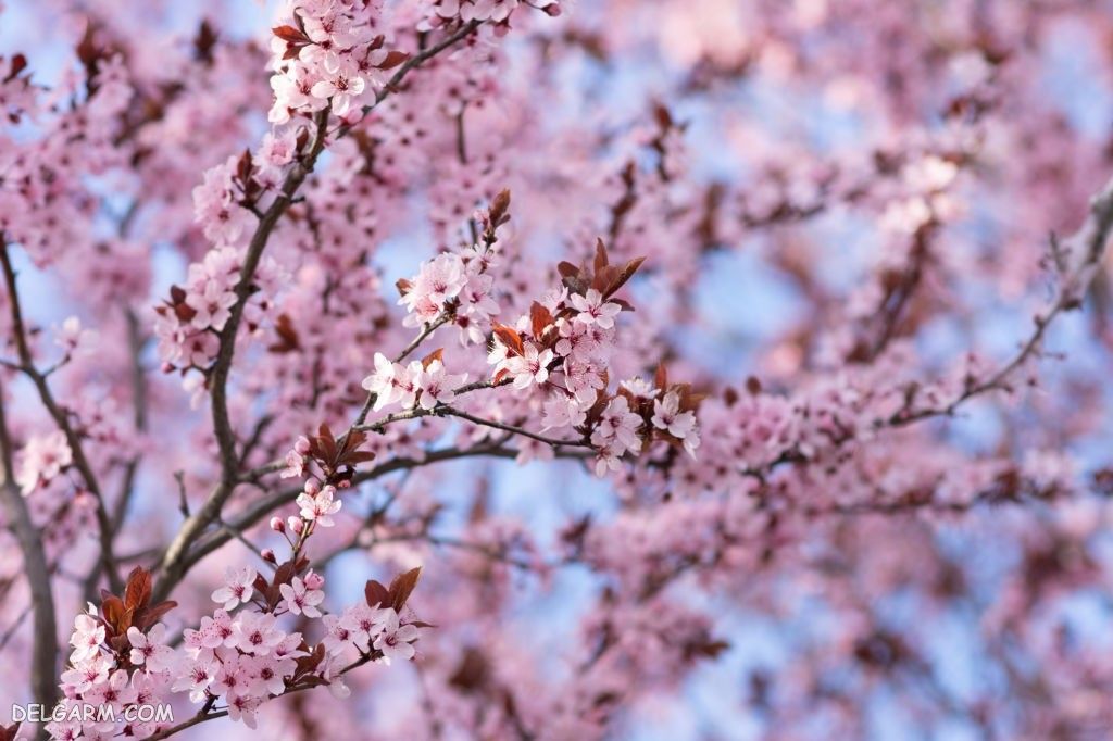 دانلود عکس شکوفه هلو