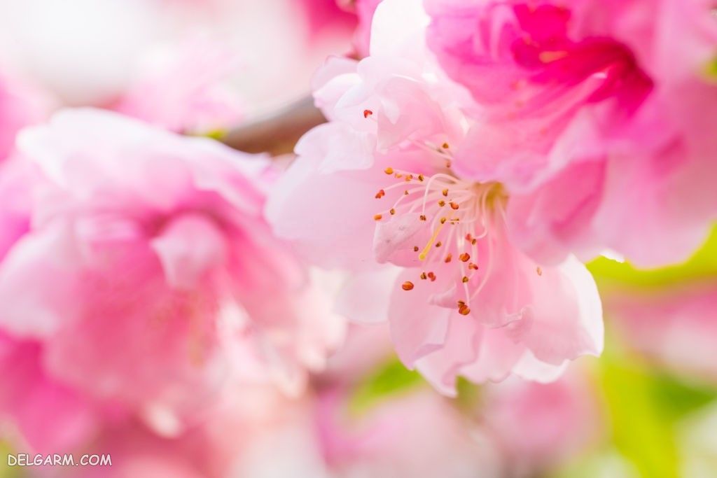 عکس از شکوفه هلو