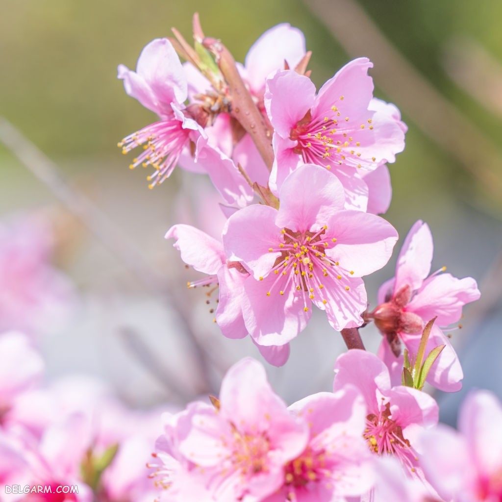 عکس از شکوفه هلو