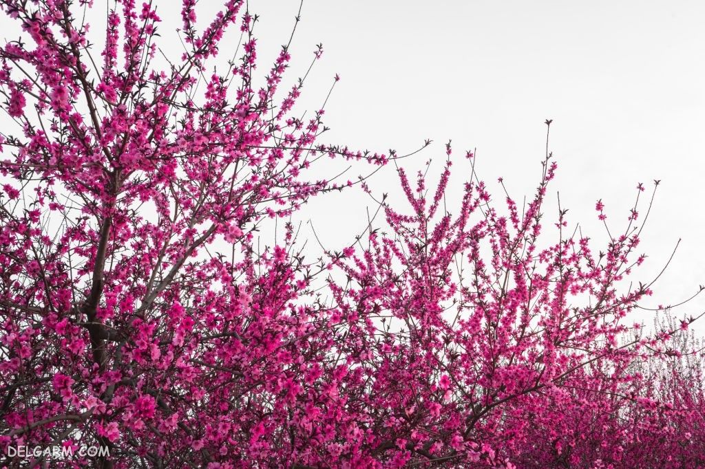 دانلود عکس شکوفه هلو