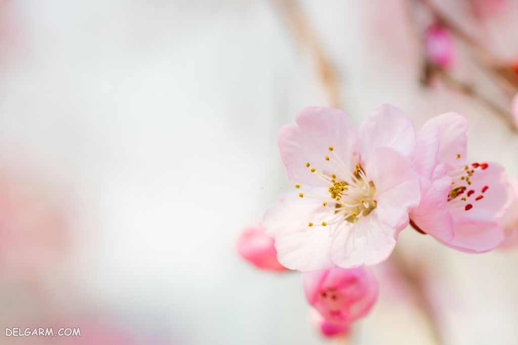 عکس شکوفه های درخت هلو