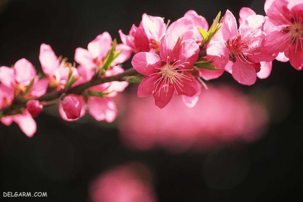 عکس شکوفه هلو