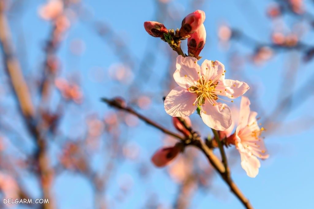 عکس شکوفه های هلو