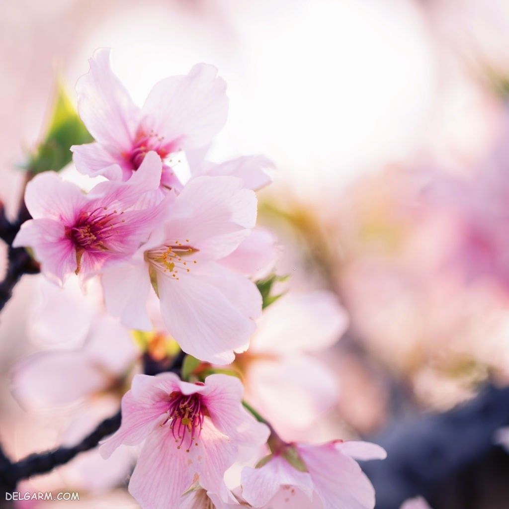 عکس شکوفه های هلو