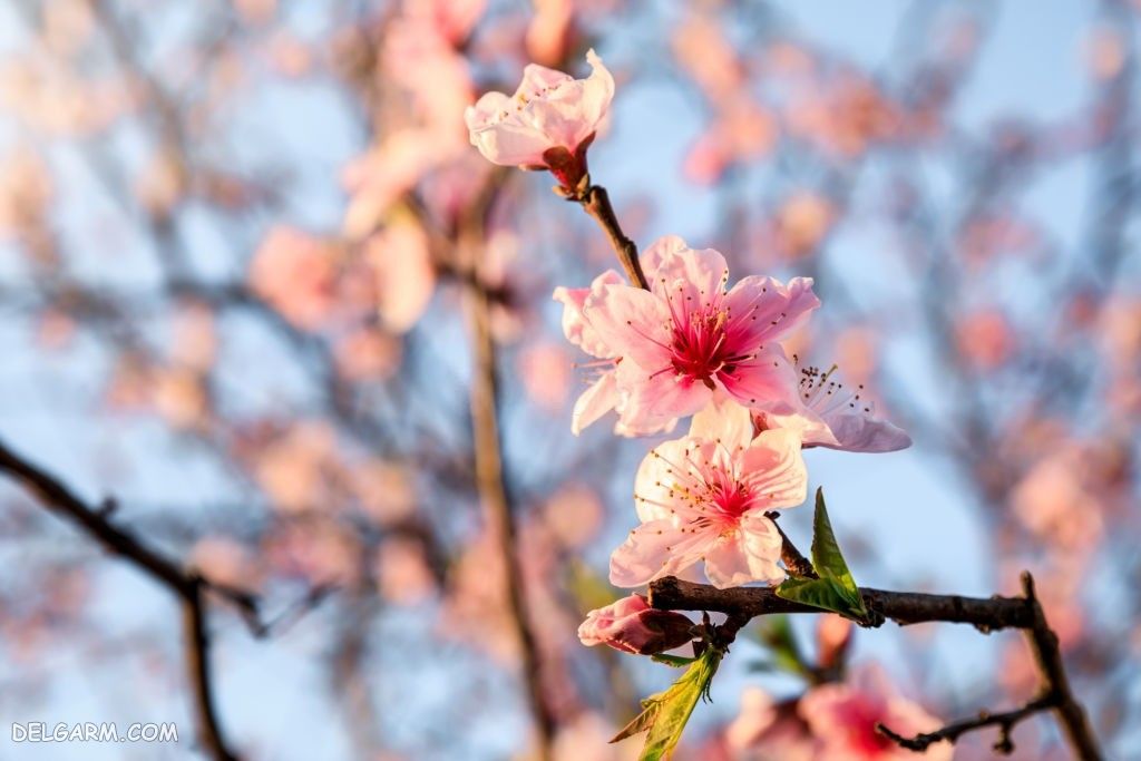 عکس شکوفه های درخت هلو