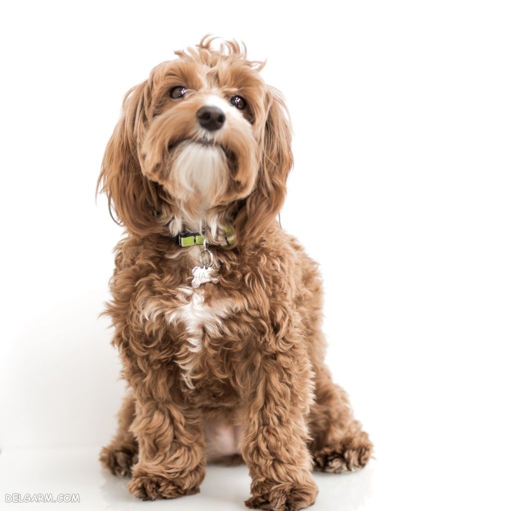 عکس سگ رنگی