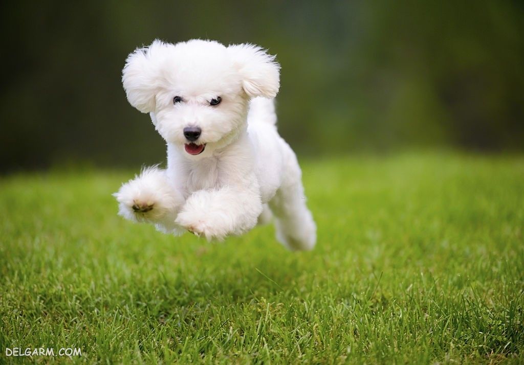 عکس سگ رنگی