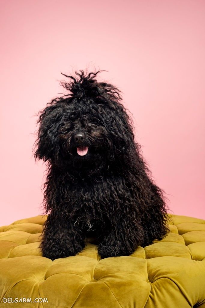 عکس خفن عکس بامزه ترین سگ ها