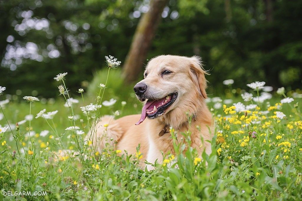 عکس خفن عکس بامزه ترین سگ ها