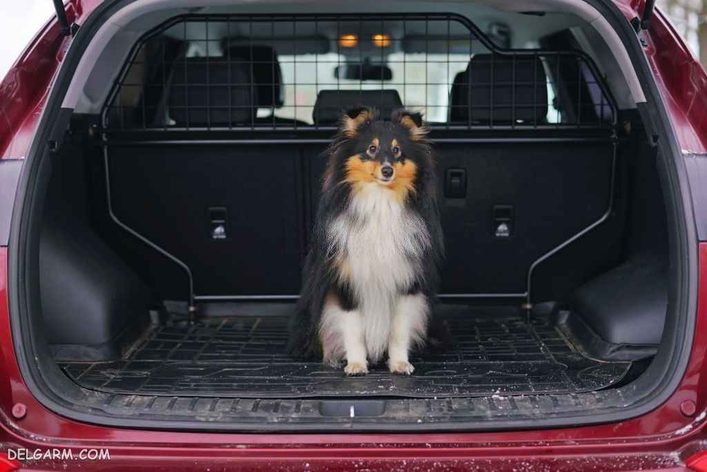 عکس سگ رنگی