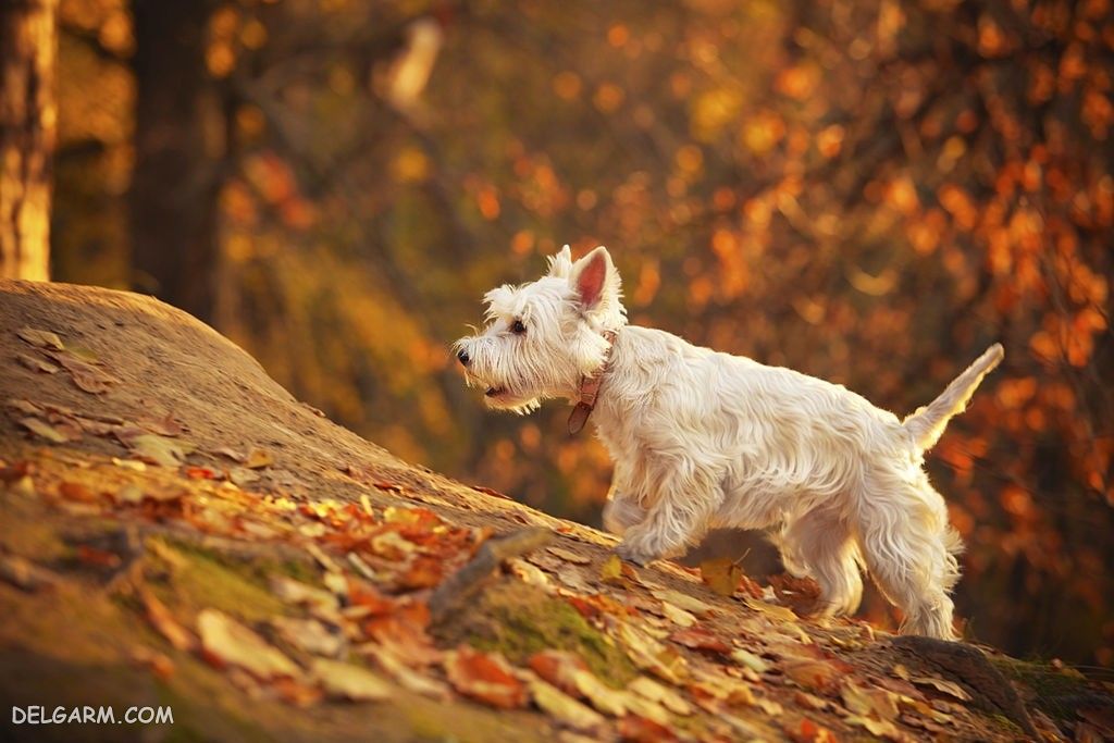 عکس سگ رنگی