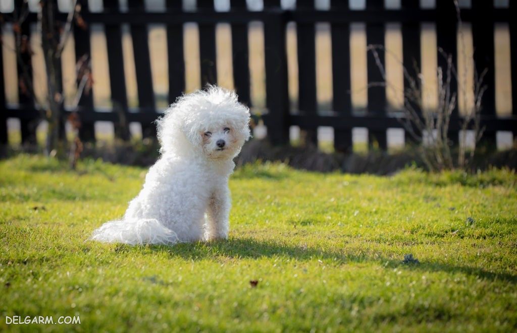 عکس سگ رنگی