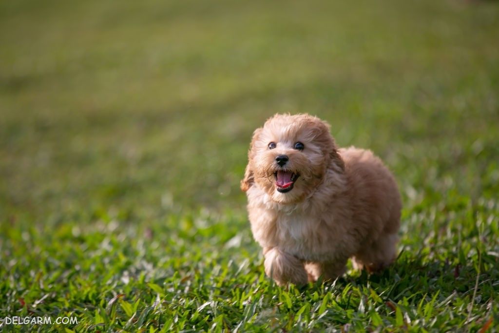 عکس سگ رنگی