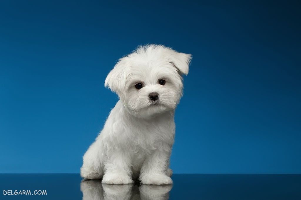 عکس خفن عکس بامزه ترین سگ ها