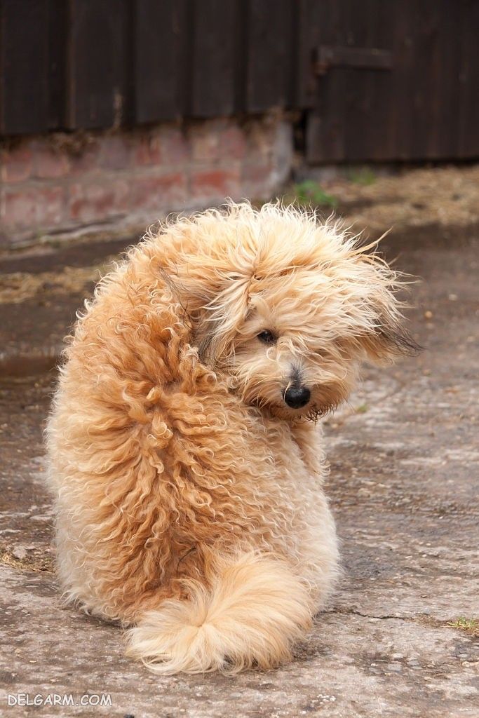 عکس سگ رنگی