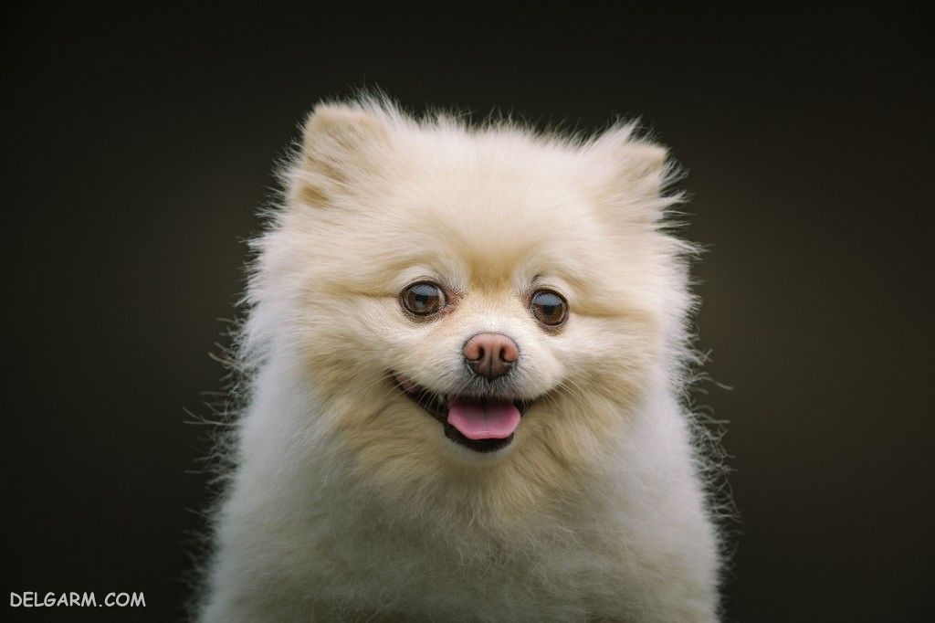 عکس سگ رنگی