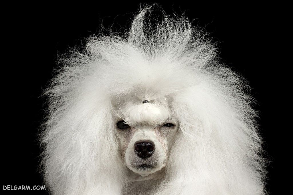 عکس خفن عکس بامزه ترین سگ ها