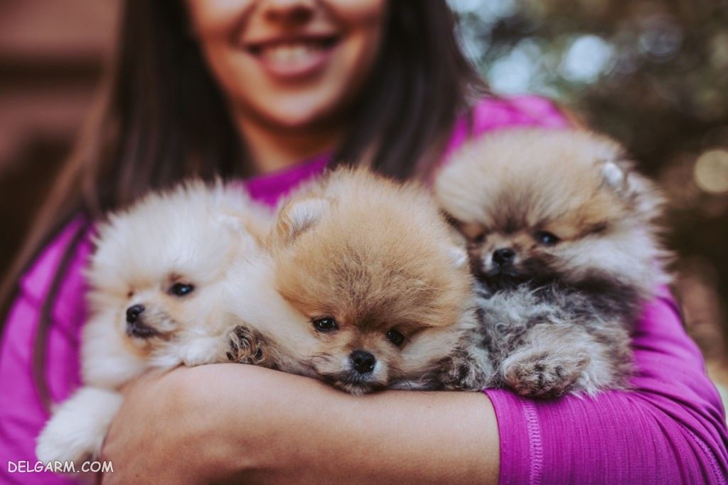 عکس خفن عکس بامزه ترین سگ ها