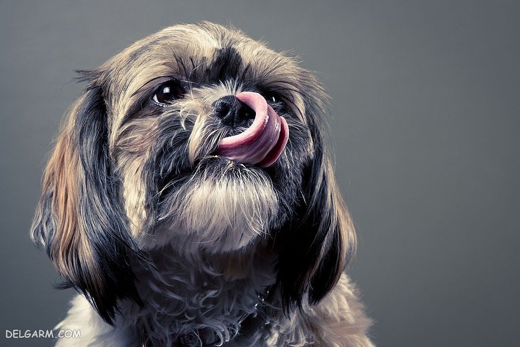 عکس خفن عکس بامزه ترین سگ ها