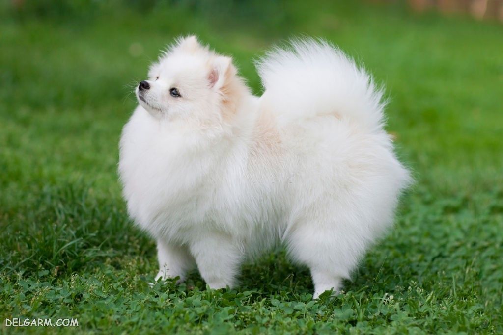 عکس سگ رنگی